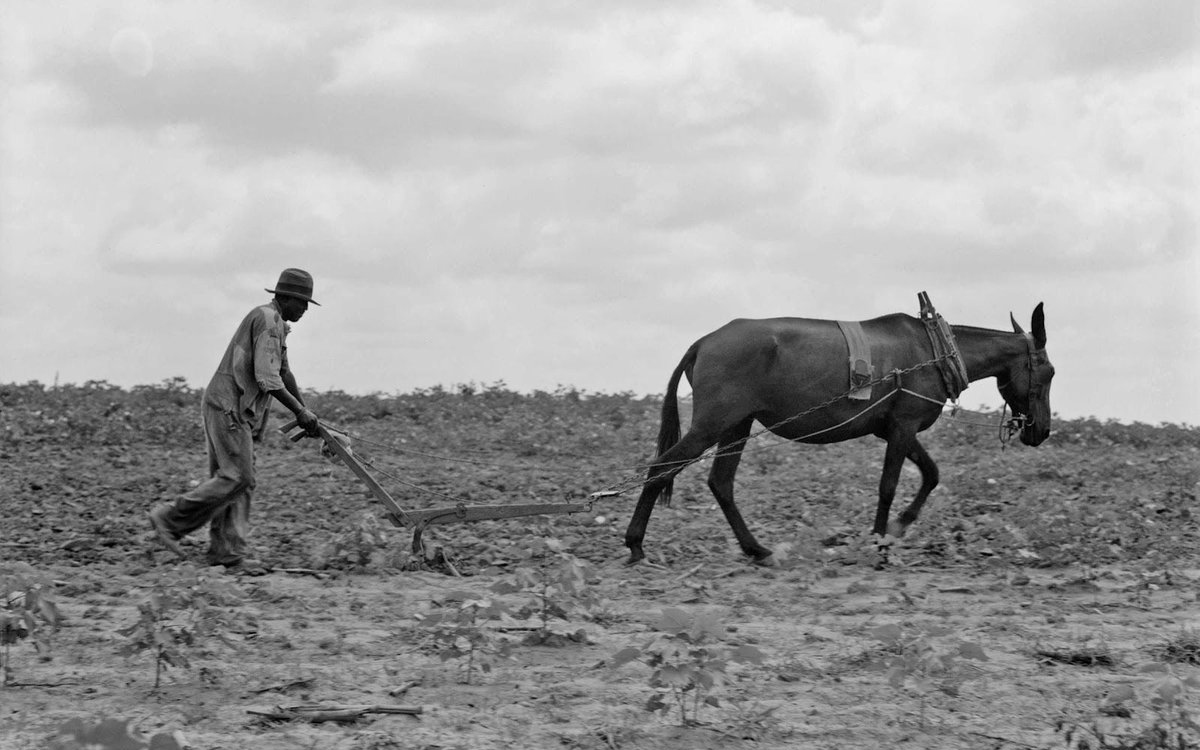 The Biggest Gotcha in U.S. History: 40 Acres + a Mule